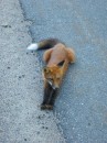 IMG_5603 * 1536 x 2048 * (769KB)